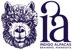 Indigo_Alpacas